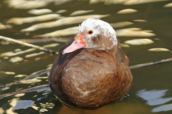 Feral cairina moschata — Stockfoto