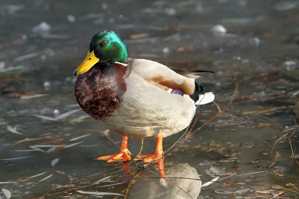 Αρσενικό mallard πάπια στέκεται στον πάγο — Φωτογραφία Αρχείου