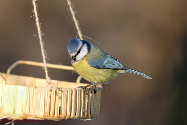 Blue tit at a seed feeder — Stock Photo, Image
