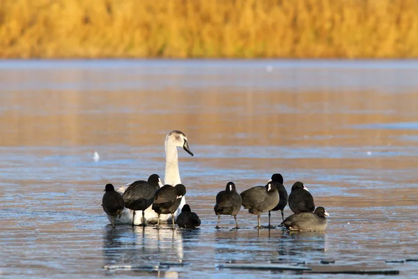 Coots and swan standing together — Stock Photo, Image