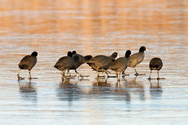 Coots flock on icy lake — Stock Photo, Image