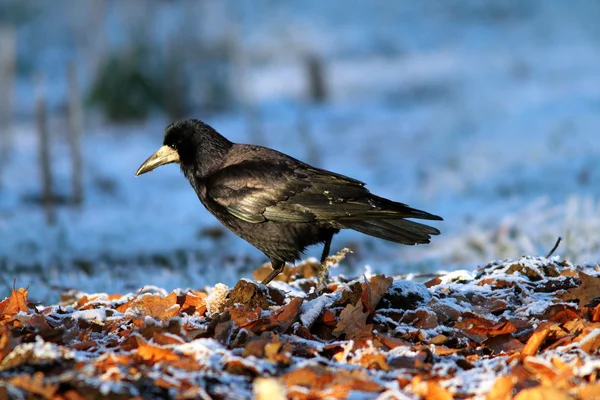 Corvus frugilegus foerageren op grond — Stockfoto