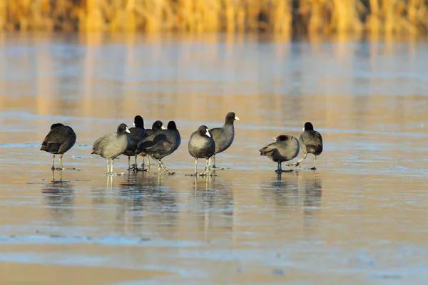 Herde von Fulica atra auf zugefrorenem See — Stockfoto