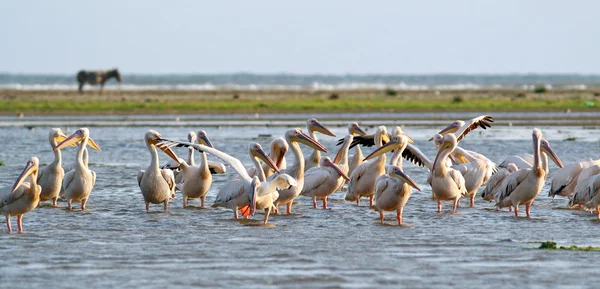 Flock of pelicans standing in the water — Stock Photo, Image