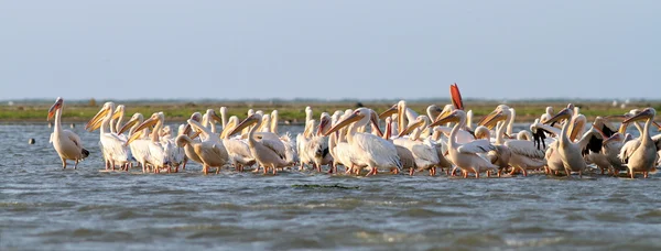 Great pelicans colony — Stock Photo, Image