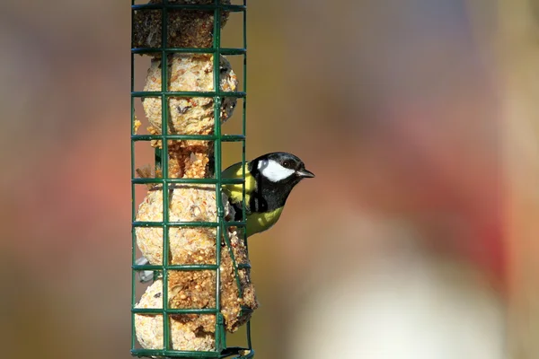 Great tit on a fat feeder — Stock Photo, Image