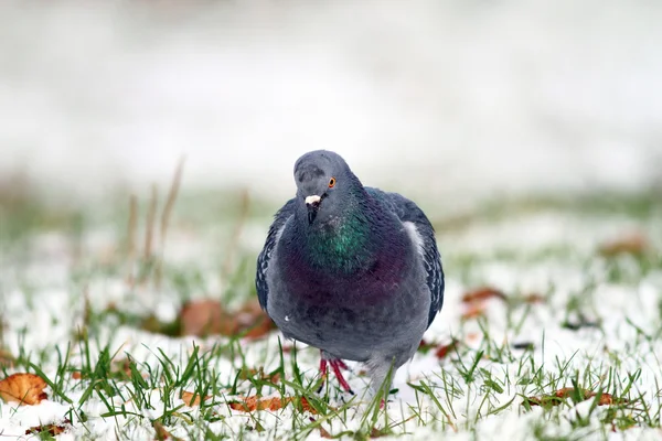 Pigeon walking towards the camera — Stock Photo, Image