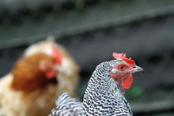 Retrato de una gallina en la granja — Foto de Stock