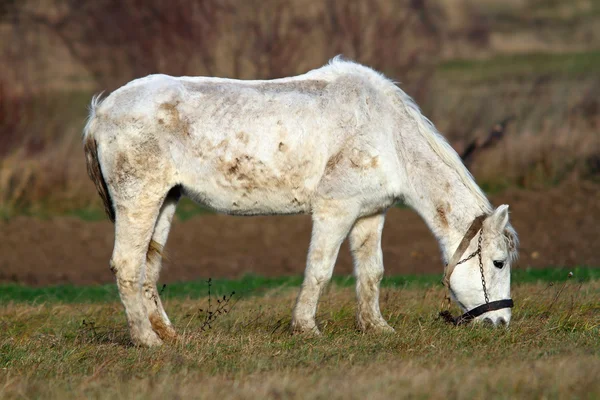 White horse grazing on meadow — Stock Photo, Image