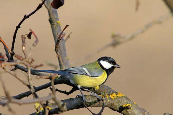 Grande Mésange debout sur l'arbre — Photo