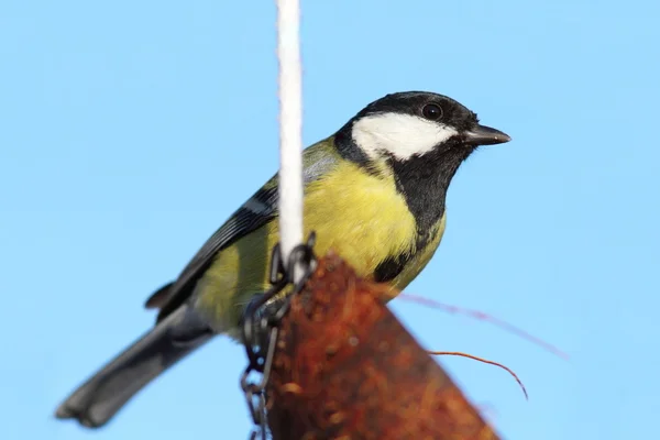 Grande tit no alimentador de coco — Fotografia de Stock