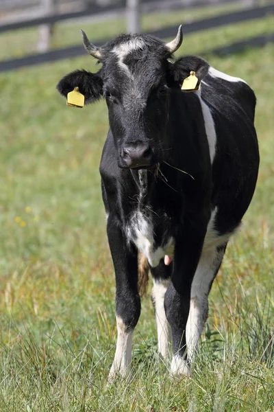 Krowa Holstein patrząc na kamery — Zdjęcie stockowe