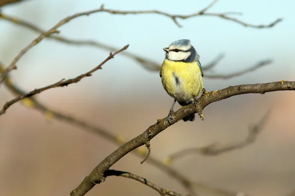 Bluetit perched in tree — Stock Photo, Image