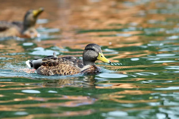 Yüzme su yüzeyinde yeşilbaş ördek — Stok fotoğraf