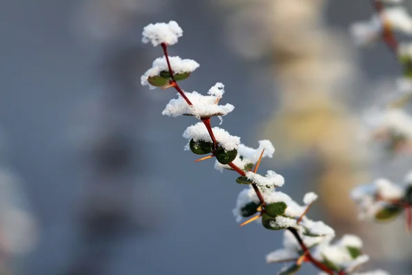 Neve em um galho — Fotografia de Stock