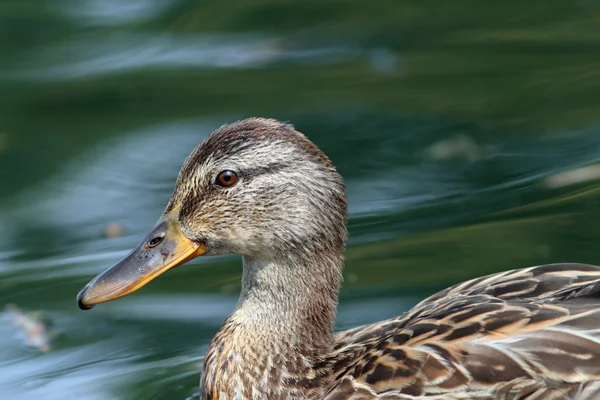 Profiel van een vrouwelijke mallard duck — Stockfoto