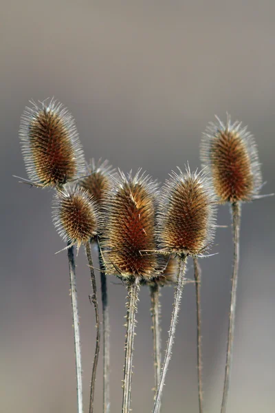 Soluk dikenler — Stok fotoğraf