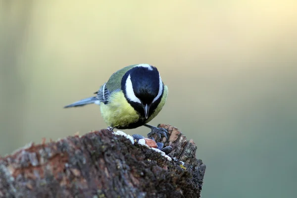 Great tit looking for seeds — Stock Photo, Image