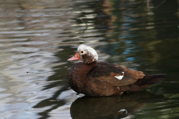 Misk ördeği bir gölet üzerinde — Stok fotoğraf