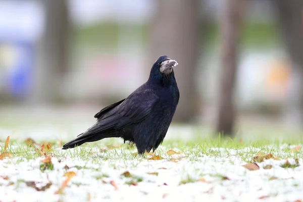 Corvus frugilegus sur le parc enneigé — Photo