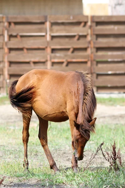 Brown horse grazing on meadow — Stock Photo, Image