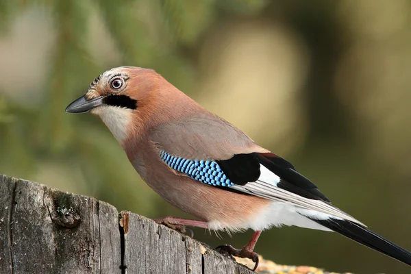 Curious jay looking for food on a stump — Stock Photo, Image