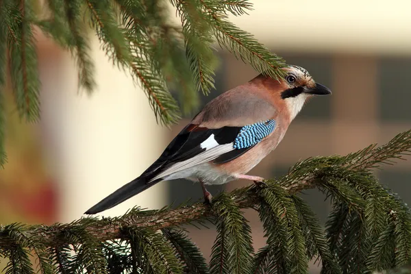 European jay standing on spruce branch — Stock Photo, Image