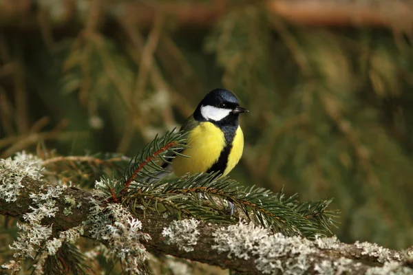 Great tit in spruce tree — Stock Photo, Image