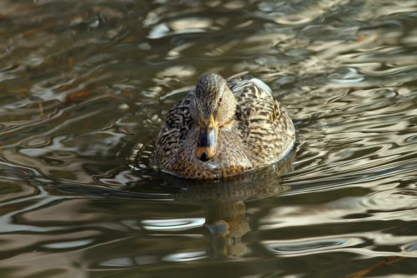 Aves acuáticas nadando en la superficie del lago —  Fotos de Stock