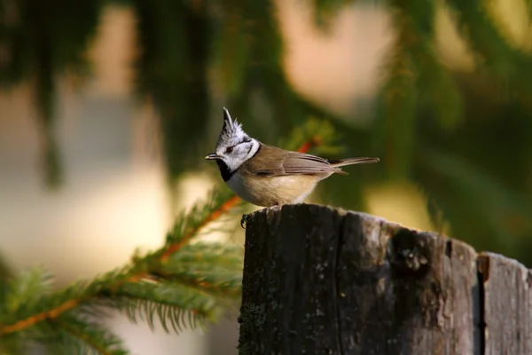 Parus cristatus güdük üzerinde — Stok fotoğraf