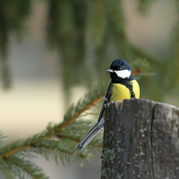 Great tit in spruce forest — Stock Photo, Image