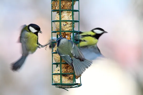 鳥の送り装置で大きい飢餓 — ストック写真