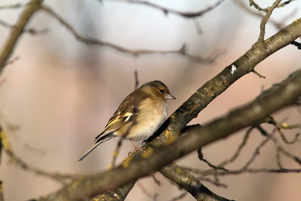 Vrouwelijke gemeenschappelijk Vink — Stockfoto