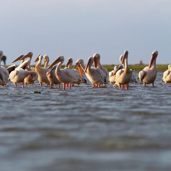 Grande colônia de pelicanos em Sahalin — Fotografia de Stock