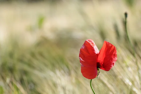 Red wild flower in the field — Stock Photo, Image