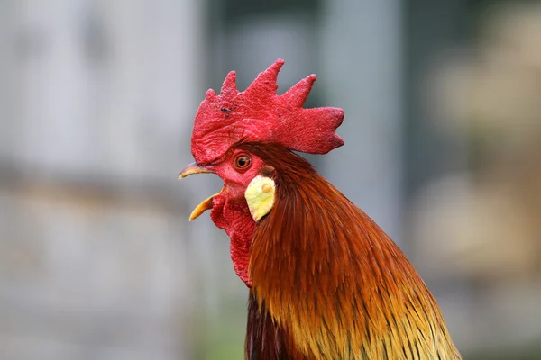 Retrato de gallo cantando —  Fotos de Stock