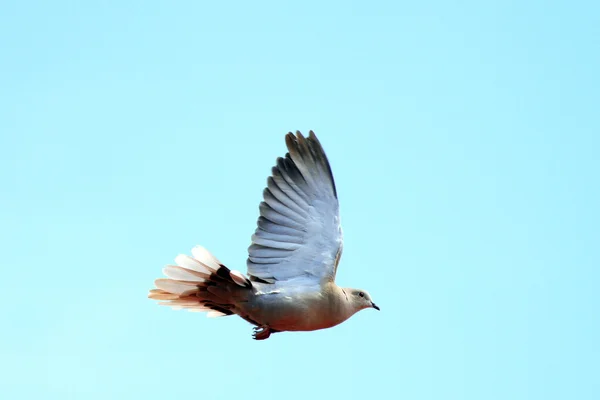 Roldana em voo sobre o céu — Fotografia de Stock