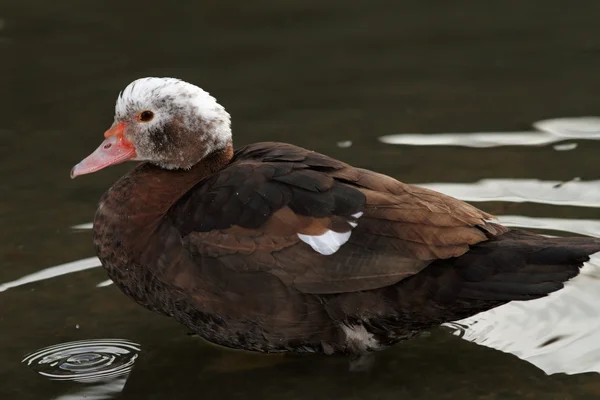 Feral muscovy duck profile — Stock Photo, Image
