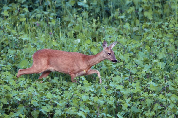 Roe deer doe walking tranquil — Stock Photo, Image