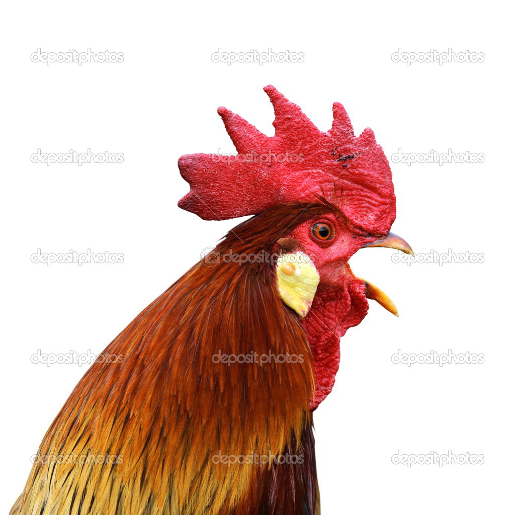 isolated singing rooster
