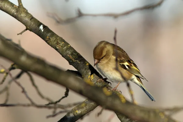 Buchfinkenweibchen hockt im Garten — Stockfoto