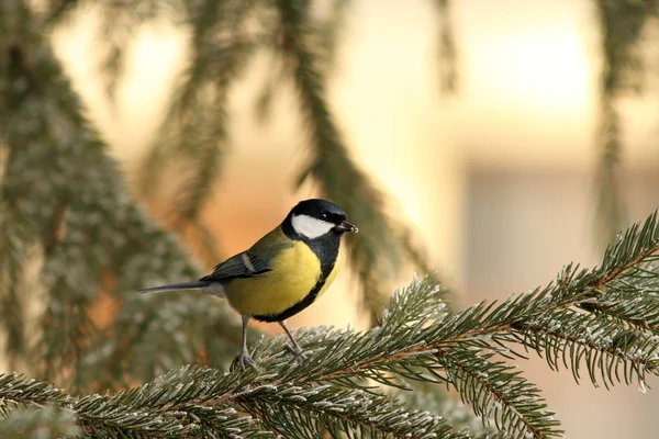 Great tit on spruce branch — Stock Photo, Image