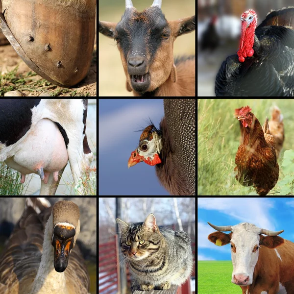 Collectie van verschillende landbouwhuisdieren — Stockfoto