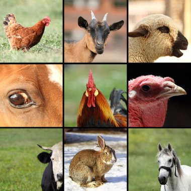 çiftlik hayvanları ile fotoğraf topluluğu