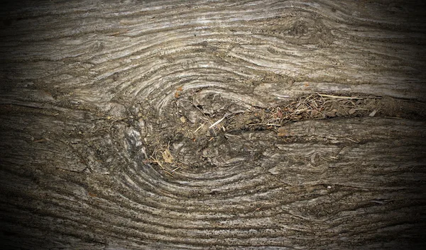 Ancient poplar wood with knot — Stock Photo, Image