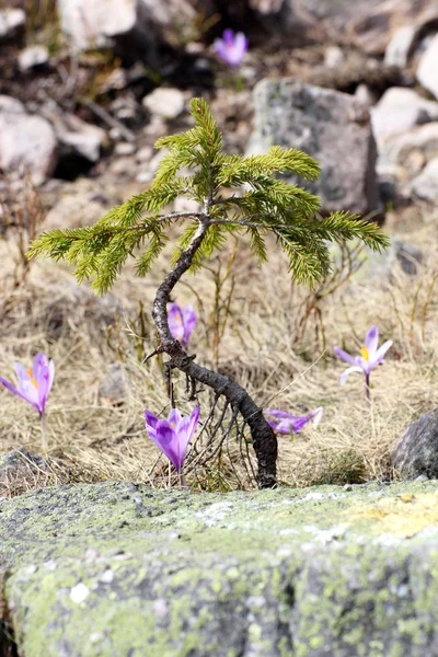 Crocus sativus, растущий возле ели — стоковое фото