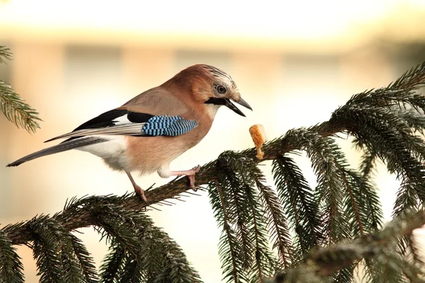 Eichelhäher hat das Essen einfach fallen gelassen — Stockfoto