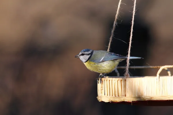 Mésange bleue sur une mangeoire de graines — Photo