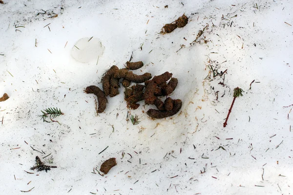 Capercaille excrements in snow — Stock Photo, Image