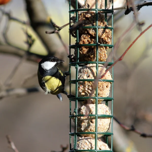 Great tit foraging on fat feeder — Stock Photo, Image